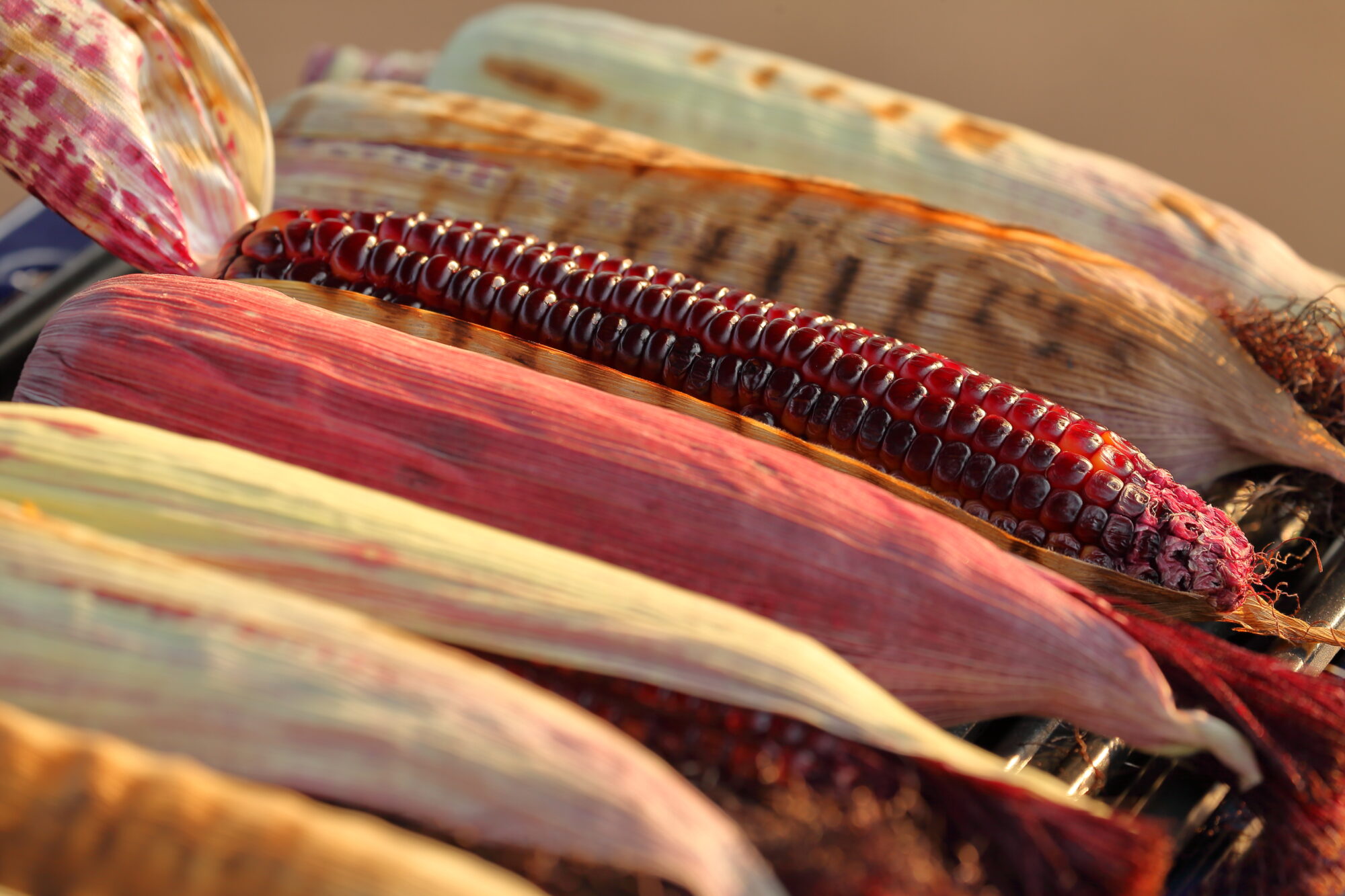 A closeup photo of a variety of ears of corn on a grill. Some of the ears have husks, while one, where the kernels are bright red, is shucked.